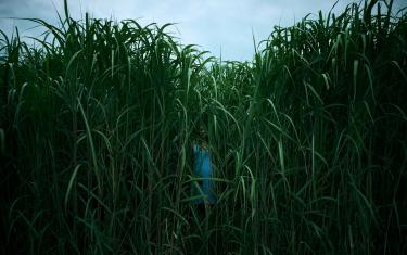 screenshoot for In the Tall Grass